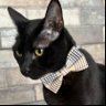 Profilbild von Joaquín gato 🐈⬛