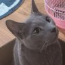 ネコパンマン's profile picture