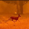 Фото профиля Ma France 🇫🇷✝️🌳🐿️🐇🐐🐗🐈🐕🐎🌳
