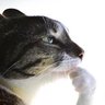 Regen's profile picture