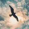 Profilbild von Skies