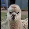 Zero Context profil fotoğrafı