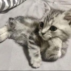 🐣แด๊ดดี๊ฟรีนเบค 🌷🪽's profile picture