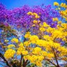 Flor profil fotoğrafı
