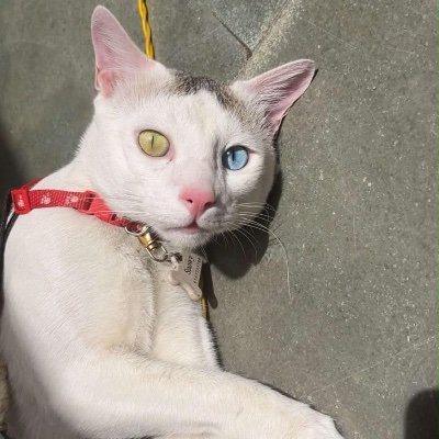 Snowy ❄️ Eyes That Steal Hearts 💙's profile picture