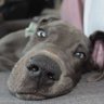 Profilbild von Muttley's Dad