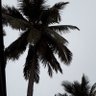 🌴🇴🇲 的头像