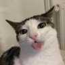 Kucing Melet 的头像
