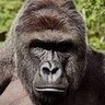 Profilbild von Boko Harambe