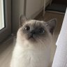 Bitss 🇰🇷 profil fotoğrafı