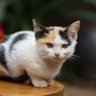 Wijaya Kenzie profil fotoğrafı