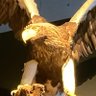 大鷲マーガリン profil fotoğrafı