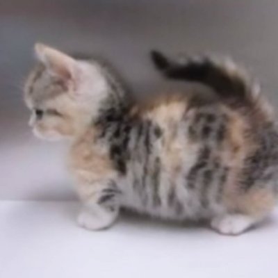 سمسم's profile picture