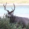 RW Riviera🇨🇦's profile picture