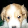 🦴 iris 🐾 profil fotoğrafı
