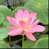Фото профиля はすのは