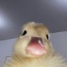 Solanine๐ง๐พโโ๏ธโ๏ธ's profile picture