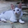 Sumit profil fotoğrafı