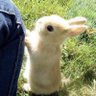 bunnii 的头像
