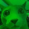 Louis Bonaparte's profile picture