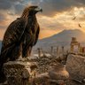 aquila 🦅 profil fotoğrafı