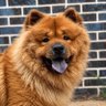 ΛLPHΛ 🐾's profile picture