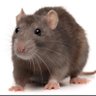 Фото профиля 💚🐀Nicolette/Shane Green🐀💚