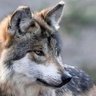 Greywolf profil fotoğrafı