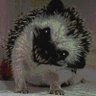 Фото профиля Evil irl Hedgehog