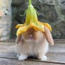 neby's profile picture