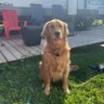 Bananalands profil fotoğrafı