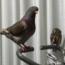 Фото профиля やまちゃん フクロウとハト