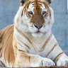 Jaguar's profile picture