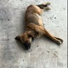 Фото профиля meu partido é o brasil