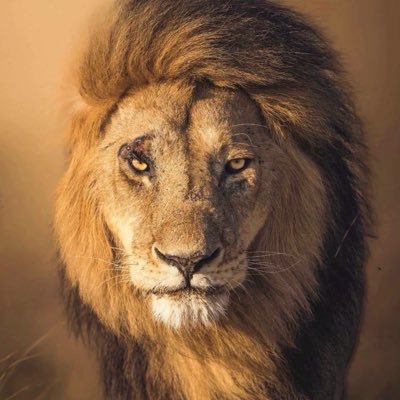 ..'s profile picture