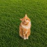 Gato Blanco profil fotoğrafı
