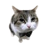 Profilbild von bondomkitty
