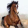 Фото профиля kwt