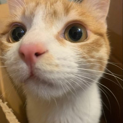 脳猫's profile picture