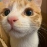 脳猫's profile picture