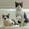 nishi profil fotoğrafı