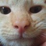 とし profil fotoğrafı