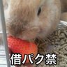 孤高不怖(いやくようがいげきぶつ) 的头像
