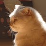 Caldis's profile picture