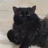❖ ssnoww profil fotoğrafı