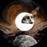 Z's profile picture