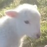 Фото профиля Sacrificial Lamb