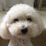 ショウイチ ヒラタ profil fotoğrafı