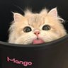 Profilbild von onmangogoo