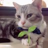 35兎「ミコト」🌱 profil fotoğrafı